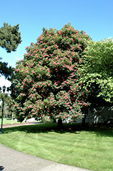 Ruby Red Horse Chestnut (Aesculus x carnea 'Briotti') at Stonegate Gardens
