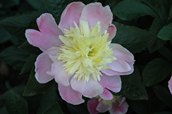 Butter Bowl Peony (Paeonia 'Butter Bowl') at Stonegate Gardens