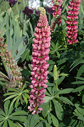 Popsicle Pink Lupine (Lupinus 'Popsicle Pink') at Stonegate Gardens