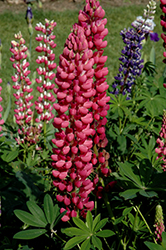 My Castle Lupine (Lupinus 'My Castle') at Stonegate Gardens