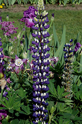 The Governor Lupine (Lupinus 'The Governor') at Lakeshore Garden Centres