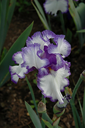 Classic Look Iris (Iris 'Classic Look') at Stonegate Gardens