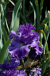 All About Blue Iris (Iris 'All About Blue') at Stonegate Gardens