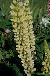 Russell Yellow Lupine (Lupinus 'Russell Yellow') at Stonegate Gardens