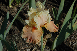 Rare Find Iris (Iris 'Rare Find') at Stonegate Gardens