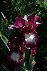 Tennison Ridge Iris (Iris 'Tennison Ridge') at Stonegate Gardens