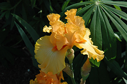 Amplified Iris (Iris 'Amplified') at Stonegate Gardens