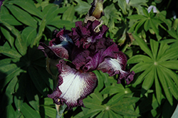 Blackberry Tease Iris (Iris 'Blackberry Tease') at Stonegate Gardens