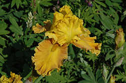 Blazing Beacon Iris (Iris 'Blazing Beacon') at Stonegate Gardens