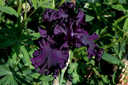 All Night Long Iris (Iris 'All Night Long') at Stonegate Gardens