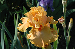 Cordoba Bearded Iris (Iris 'Cordoba') at Stonegate Gardens