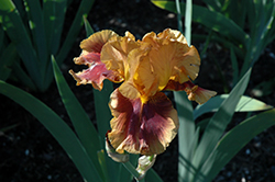 Apollodorus Iris (Iris 'Apollodorus') at Stonegate Gardens