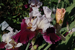 Brazilian Holiday Iris (Iris 'Brazilian Holiday') at A Very Successful Garden Center