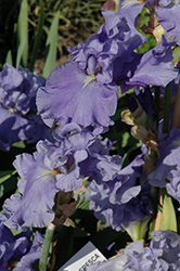Agua Fresca Iris (Iris 'Agua Fresca') at Stonegate Gardens