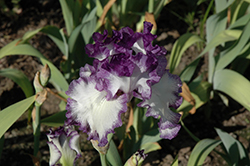 American Classic Iris (Iris 'American Classic') at Stonegate Gardens