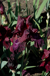 Fortunate Son Iris (Iris 'Fortunate Son') at A Very Successful Garden Center