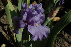 Baja Blue Iris (Iris 'Baja Blue') at Stonegate Gardens