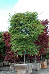 Nishiki Gawa Japanese Maple (Acer palmatum 'Nishiki Gawa') at Stonegate Gardens