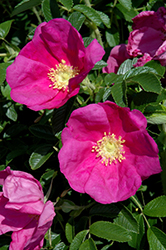 Raspberry Rugostar Rose (Rosa 'Meitozaure') at Lakeshore Garden Centres
