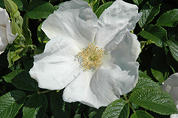 White Rugosa Rose (Rosa rugosa 'Alba') at Stonegate Gardens