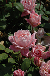 Romantic Palace Rose (Rosa 'Poulmanti') at Stonegate Gardens