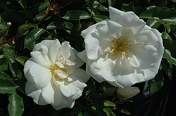 Creeping White Rose (Rosa 'Creeping White') at Stonegate Gardens