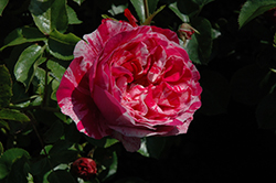 Raspberry Cream Twirl Rose (Rosa 'Meiteratol') at Stonegate Gardens
