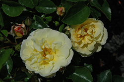 Popcorn Drift Rose (Rosa 'Novarospop') at Stonegate Gardens