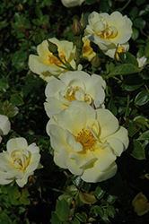 Lemon Drift Rose (Rosa 'Meisentmil') at Stonegate Gardens