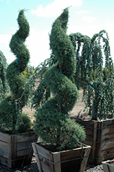 Carolina Sapphire Arizona Cypress (Cupressus arizonica 'Carolina Sapphire') at Stonegate Gardens