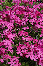 Drummond's Pink Moss Phlox (Phlox subulata 'Drummond's Pink') at Stonegate Gardens