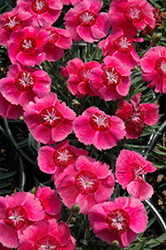 Shining Star Pinks (Dianthus 'Alva') at Stonegate Gardens
