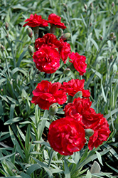 Early Bird Radiance Pinks (Dianthus 'Wp08 Mar05') at A Very Successful Garden Center