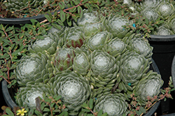 Forest Frost Cobweb Hens And Chicks (Sempervivum arachnoideum 'Forest Frost') at Stonegate Gardens