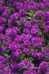 Homestead Purple Verbena (Verbena 'Homestead Purple') at Stonegate Gardens