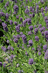 Mini Blue Lavender (Lavandula angustifolia 'Mini Blue') at Stonegate Gardens