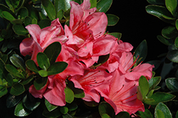 Eros Azalea (Rhododendron 'Eros') at Stonegate Gardens