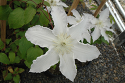 Gillian Blades Clematis (Clematis 'Gillian Blades') at Stonegate Gardens