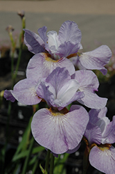 Dirigo Lavender Fountain Siberian Iris (Iris sibirica 'Dirigo Lavender Fountain') at Stonegate Gardens