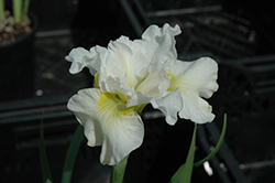 Frilly Vanilly Siberian Iris (Iris sibirica 'Frilly Vanilly') at Stonegate Gardens