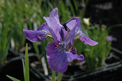 Backstage Siberian Iris (Iris sibirica 'Backstage') at A Very Successful Garden Center