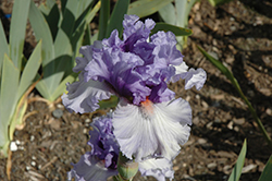 Adoregon Iris (Iris 'Adoregon') at Stonegate Gardens