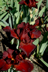 Spartan Iris (Iris 'Spartan') at A Very Successful Garden Center