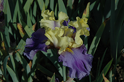 Edith Wolford Iris (Iris 'Edith Wolford') at Stonegate Gardens