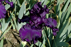 Dusky Challenger Iris (Iris 'Dusky Challenger') at Stonegate Gardens