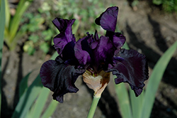 Black Dragon Iris (Iris 'Black Dragon') at Stonegate Gardens