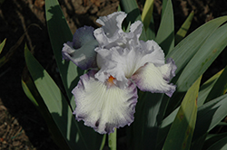 Acoma Iris (Iris 'Acoma') at Stonegate Gardens