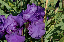 Blueberry Bliss Iris (Iris 'Blueberry Bliss') at A Very Successful Garden Center