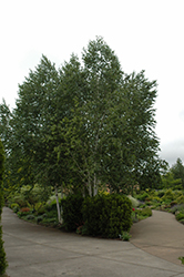 Whitebark Himalayan Birch (clump) (Betula utilis 'var. jacquemontii (clump)') at Stonegate Gardens