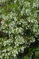 Chilean Wintergreen (Gaultheria mucronata) at Stonegate Gardens